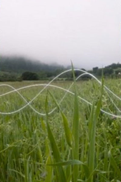 A field of tall grass with a misty background